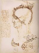 LEONARDO da Vinci Anatomical study of the brain and the scalp oil on canvas